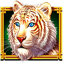 White Tiger